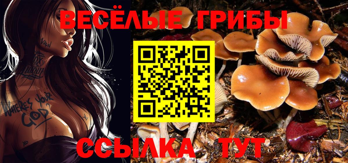 Псилоцибиновые грибы Psilocybe  закладка  Михайловка  Вход с VPN 